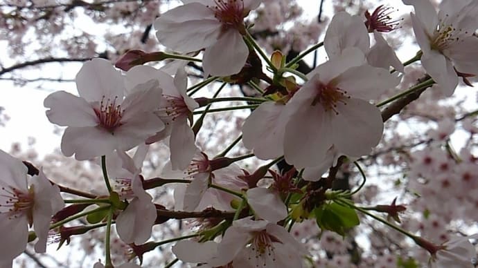 桜咲く、ピカピカの一年生