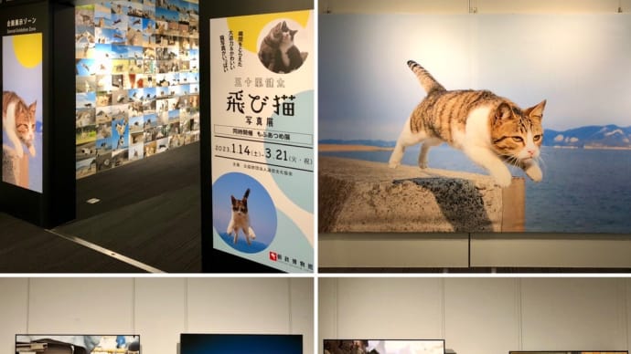 五十嵐健太 飛び猫写真展