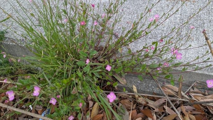 路傍の花-ユウゲショウ