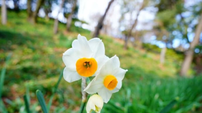 今年最後の来園 その４（板橋区立赤塚植物園 2023.12.27撮影）