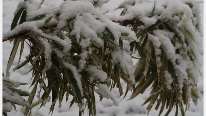 警報級の大雪になる?
