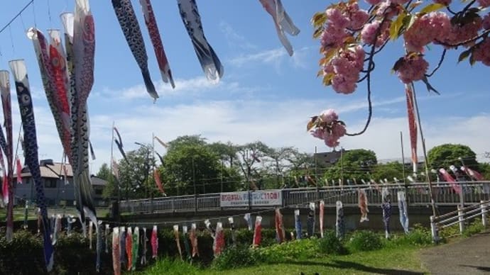 八重桜&鯉のぼり