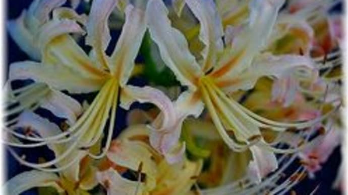 白い彼岸花が満開です