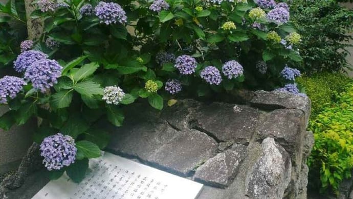 京都:智積院の紫陽花!