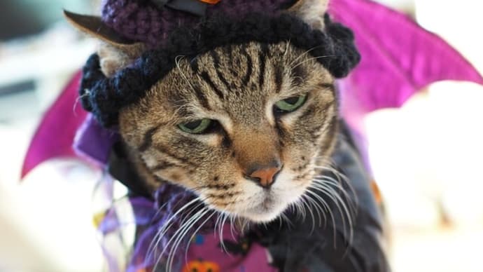 モグモグネムネムハロウィン珊瑚