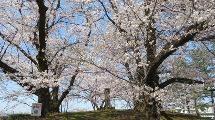 桜散歩:川中島古戦場史跡公園~典厩寺~犀川堤防!