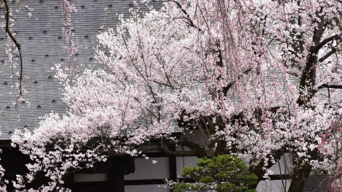 静寂の曇天寺院と桜。