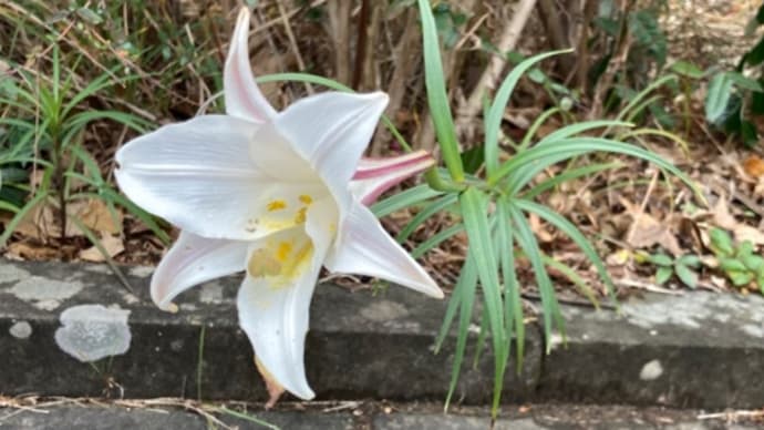 初稽古