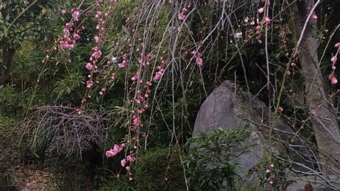 しだれ梅が 開花してたよ 23.2/20