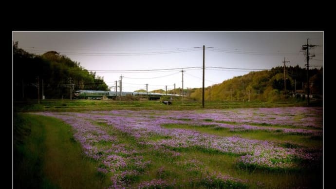 夕暮れの花園
