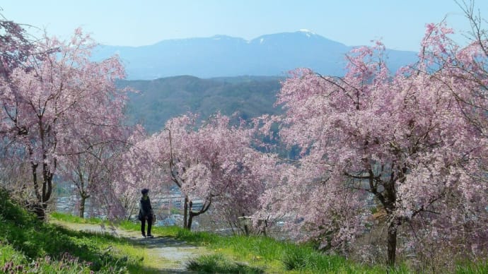 春の小諸・・・富士見城址・飯縄山公園から・・・遠くに蓼科山が見える