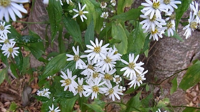 シロヨメナ(白嫁菜)・ヤクシソウ(薬師草)・ヨコズナサシガメの幼虫・アオスジアゲハの蛹・クサギカメムシ・カメムシの卵・俳句鑑賞