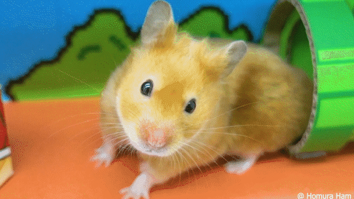 Hamster escapes the Super Mario maze in real life 🍄 Homura Ham