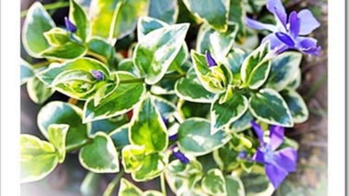 株大暴落によせて…翔んで埼玉とか、パタリロとか、