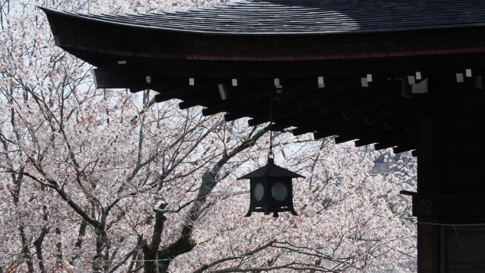 三井寺をてくてく歩いて.....見た桜