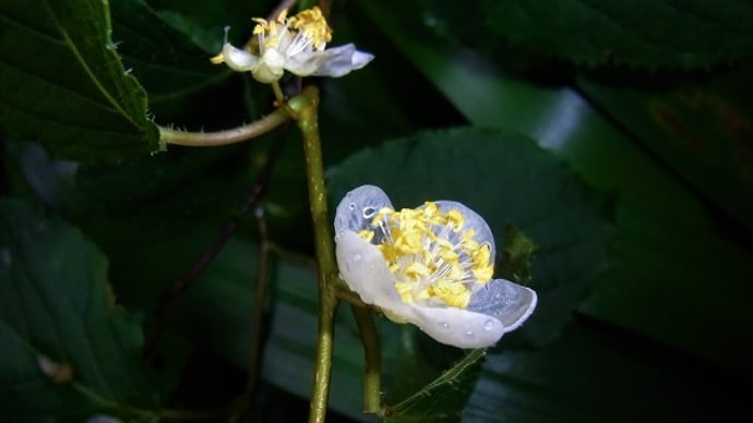 ミヤママタタビ(深山木天蓼)の花・ヒメコウゾ(姫楮)の花・カヤ(榧)の実・カタツムリ・ミミズ・俳句鑑賞