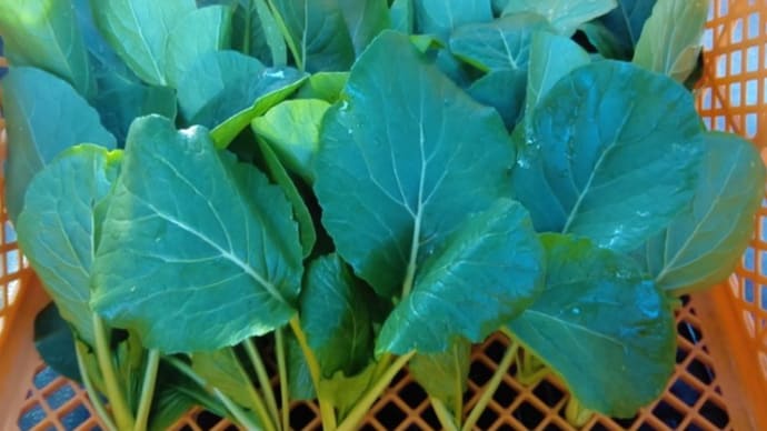 今週の野菜 販売日変更のお知らせ 12/31(木)→12/29(火)