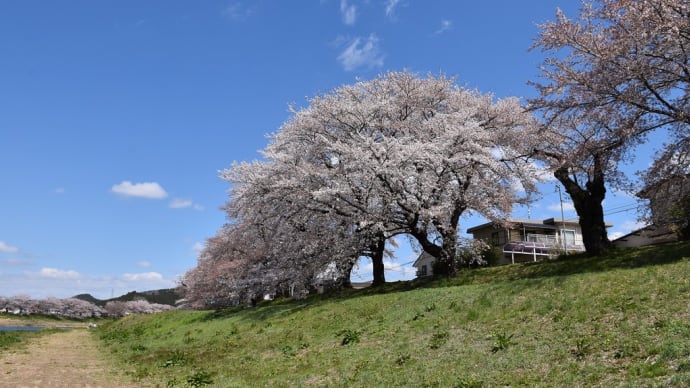 さくら狩り 宮城県柴田郡大河原町(4)桜並木の後ろに蔵王連峰