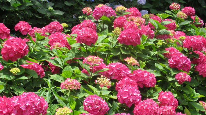 早いもんで上期終了いたしました。6月の花と言えば紫陽花ですね!雨(雫)が似合います。