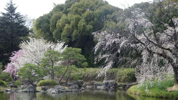 白鳥庭園・紅しだれ桜・2