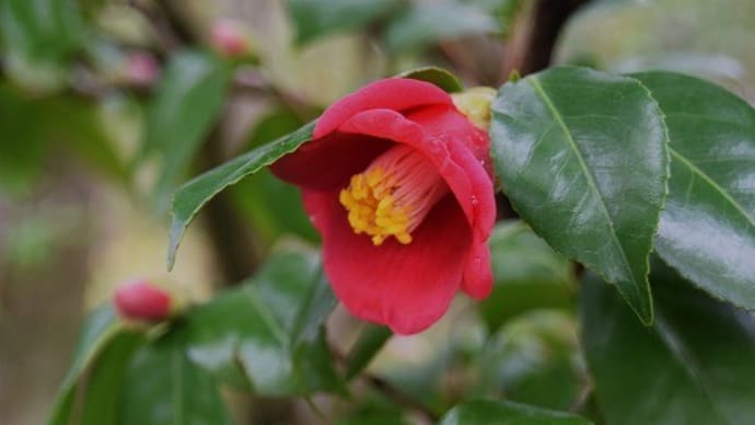 松花堂庭園