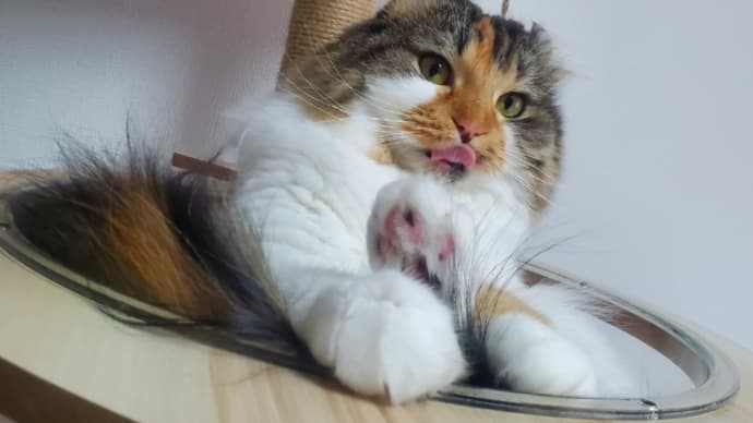 うちのアイドル自慢大会😻