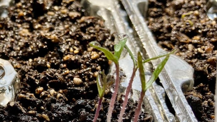 2023年度始まりまーす🌱