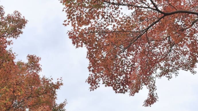 冬の空