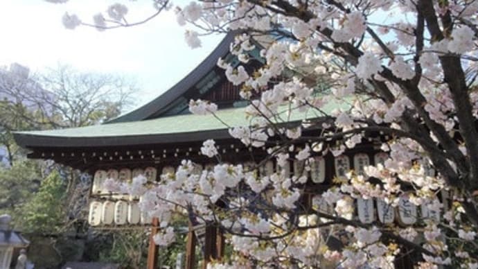 白峯神宮左近の桜（2019年４月）　＠　京都妖怪探訪（６１５）