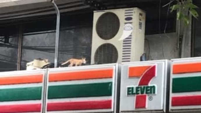 猫とネーム。