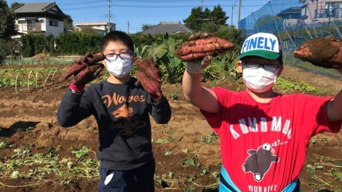 サツマイモと落花生に女性が 白井健康元気村「農業クラブ」が収穫祭