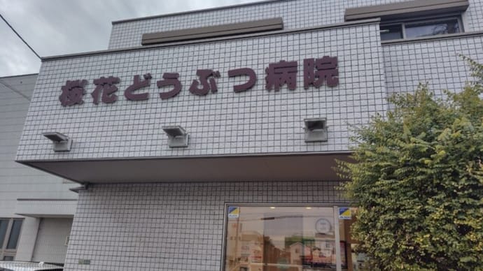 小麦の通院