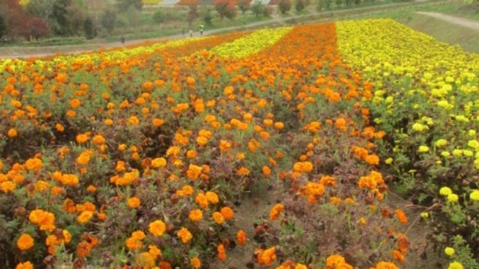 北海道・美瑛町・四季彩の丘の壮大なお花畑・・・北海道に来て良かった!大自然の中で、清々しい空気を吸って、大リラックス!