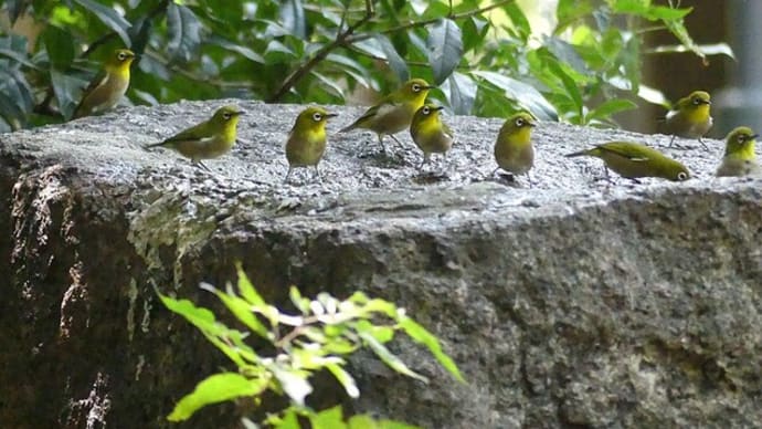 大阪城公園の水場の鳥達