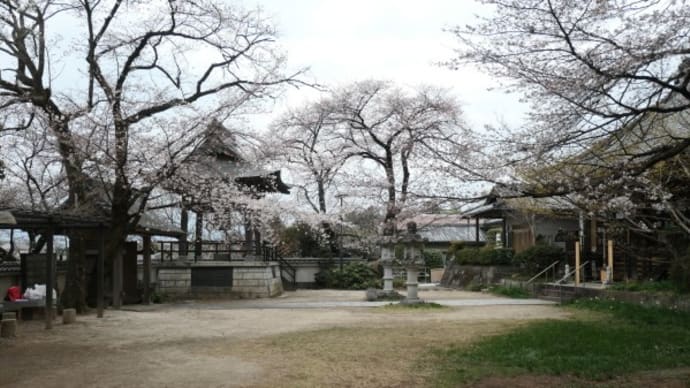 珊瑚寺の桜2025