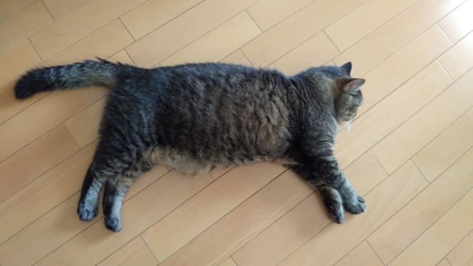 やる気がない
