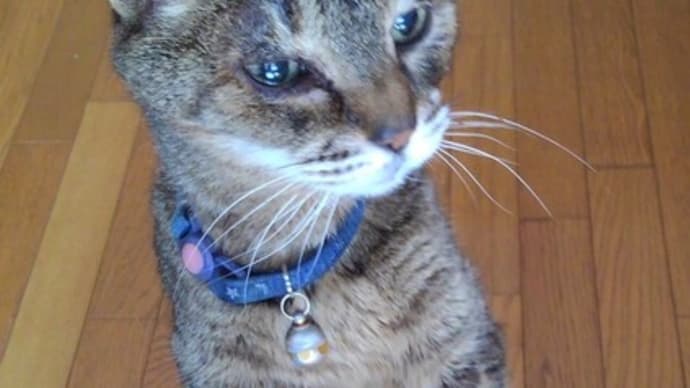 猫復活