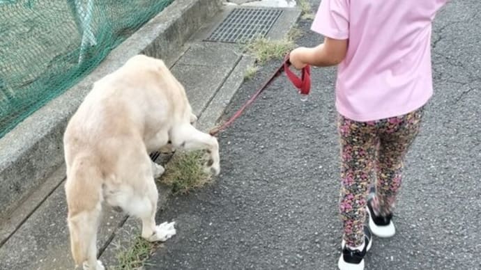 ちびっ子お散歩隊が頑張っています