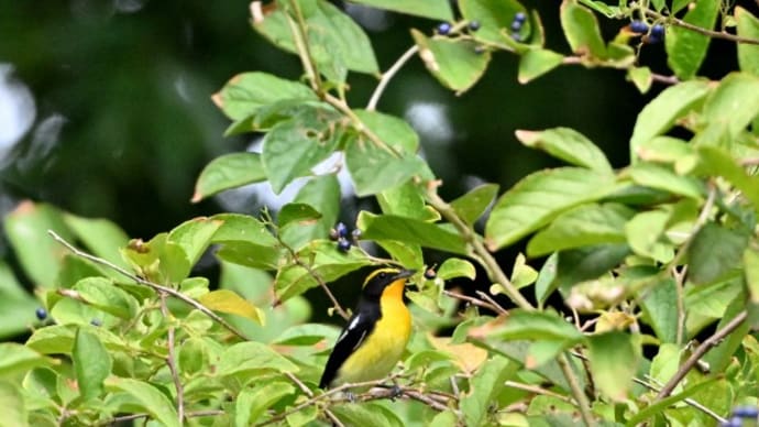 秋の渡り鳥 キビタキ
