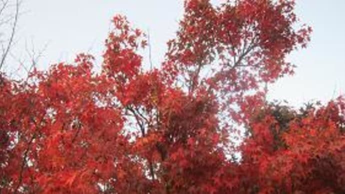 福島の紅葉