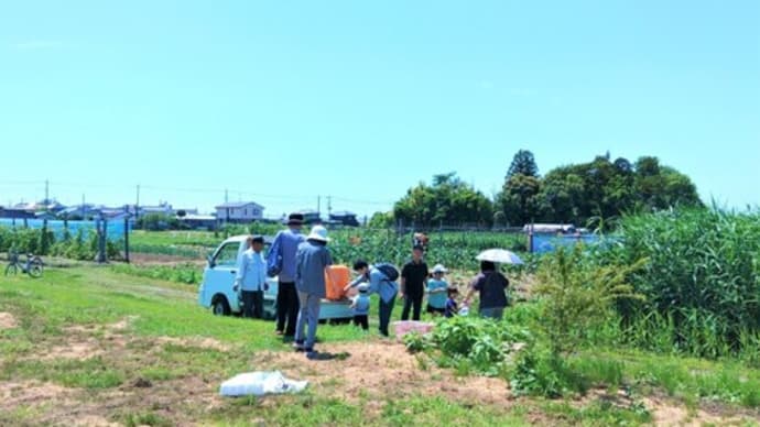 太陽のもと、桃狩りです!!