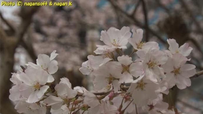 2025年、泉佐野市「泉佐野丘陸緑地公園」の桜を....見れなかった