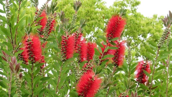 ブラシノキ の花散歩