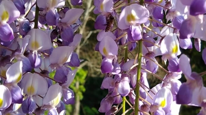 4月の花仕事