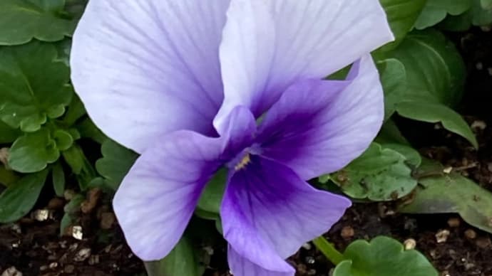 今日の1日(レンコン)