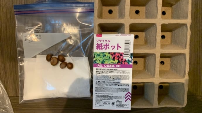 芽が出るかな?2021には、リサイクル紙ポットを使う