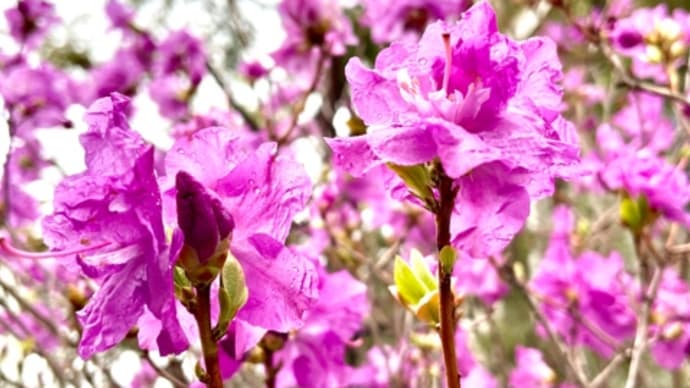 お散歩で見た春の花