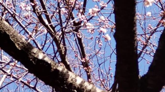 如月終わりmy桜さんぽ⑤坂道の桜ずいぶん咲いて