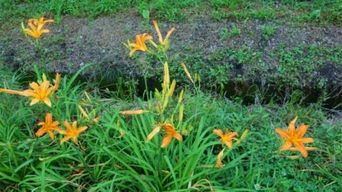 ノカンゾウ、オモダカ、コナギ、オヒシバ