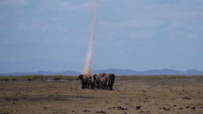 アフリカゾウ（ケニアの写真を見直し中）／2017・2018